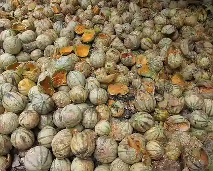 105 Melons de Cavaillon